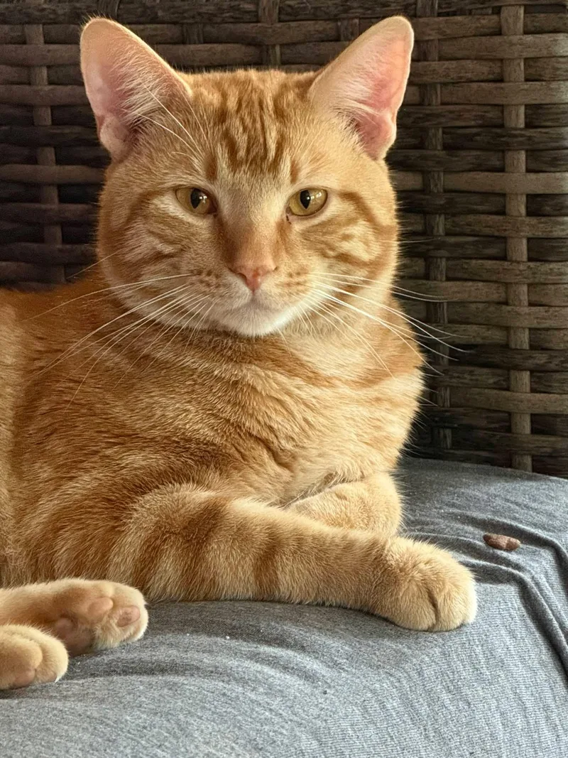 Miso
