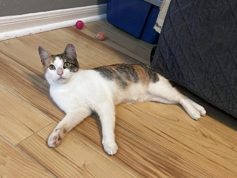 A young small-sized female Calico cat named Holly for adoption in Houston, TX