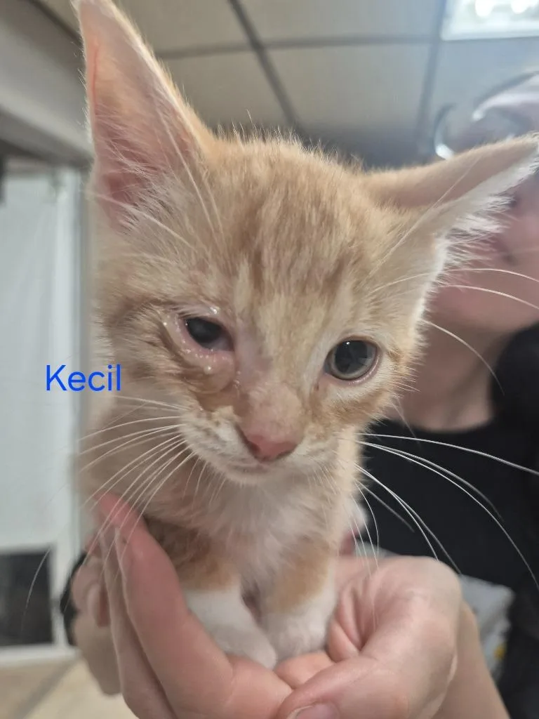 A baby medium-sized male Domestic Short Hair cat named Kecil for adoption in Cincinnati, OH