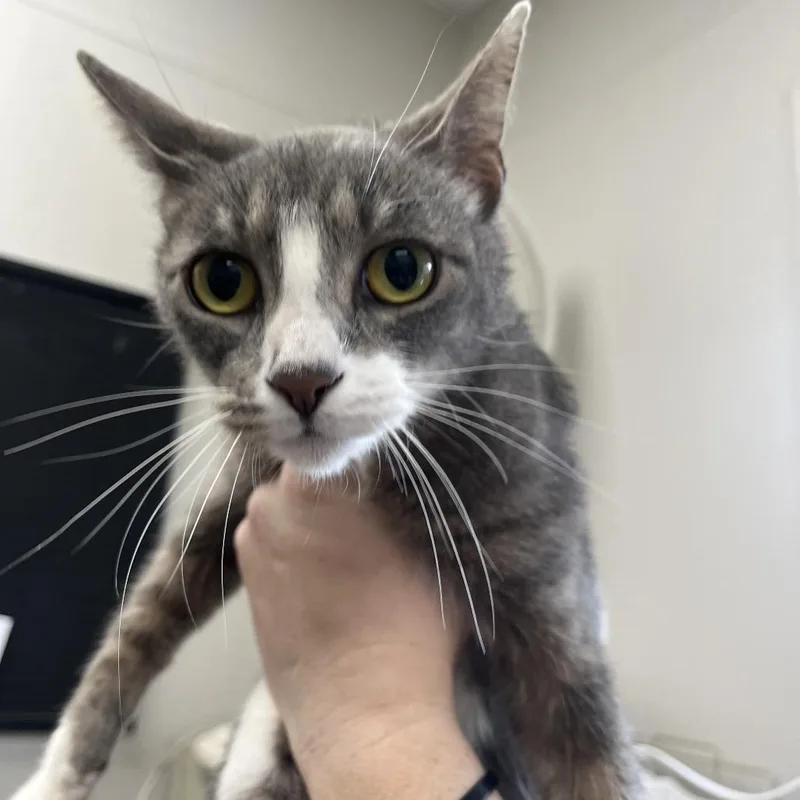 An adult medium-sized female Gray / Blue / Silver Domestic Short Hair cat named Honesty for adoption in Columbiana, AL