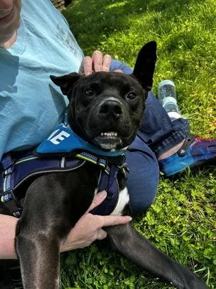 An adult medium-sized male Black Mixed Breed dog named Farley for adoption in Hamilton, OH