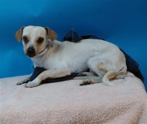 An adult small-sized male Chihuahua dog named Shayshay for adoption in Gardena, CA