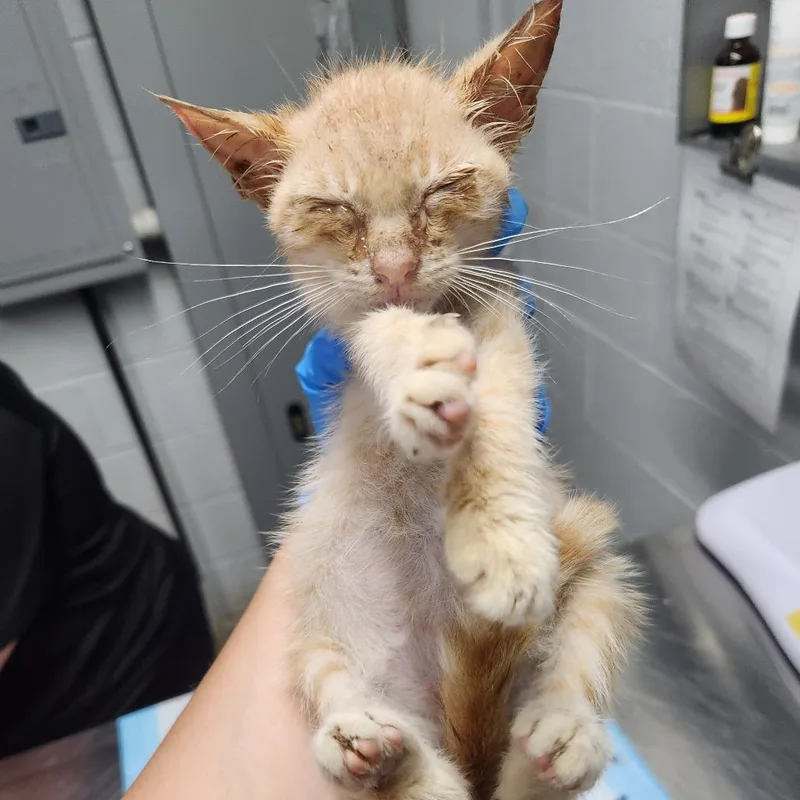 A baby small-sized male Orange / Red Domestic Short Hair cat named Flika for adoption in Summerville, SC