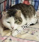 A senior large-sized male Tabby (Tiger Striped) Domestic Short Hair cat named Beethoven for adoption in Moline, IL
