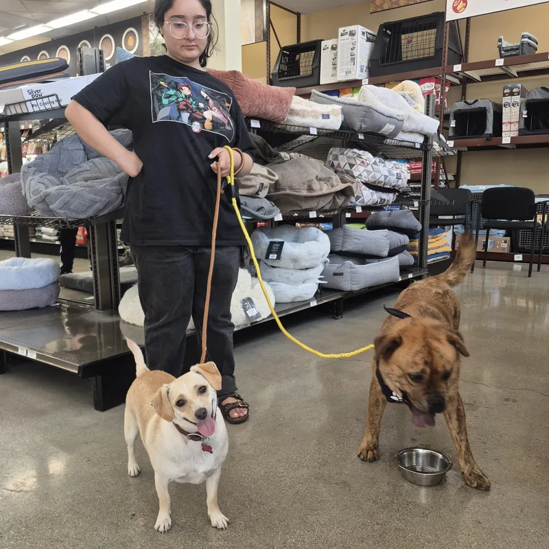 Sweet Canela Bean thumbnail 3