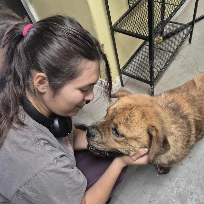 Sweet Canela Bean thumbnail 5