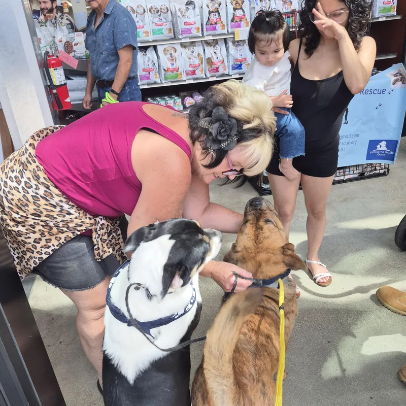 Sweet Canela Bean thumbnail 6