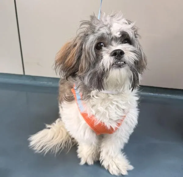 An adult small-sized male Mixed Breed dog named Petey for adoption in Ridgewood, NY