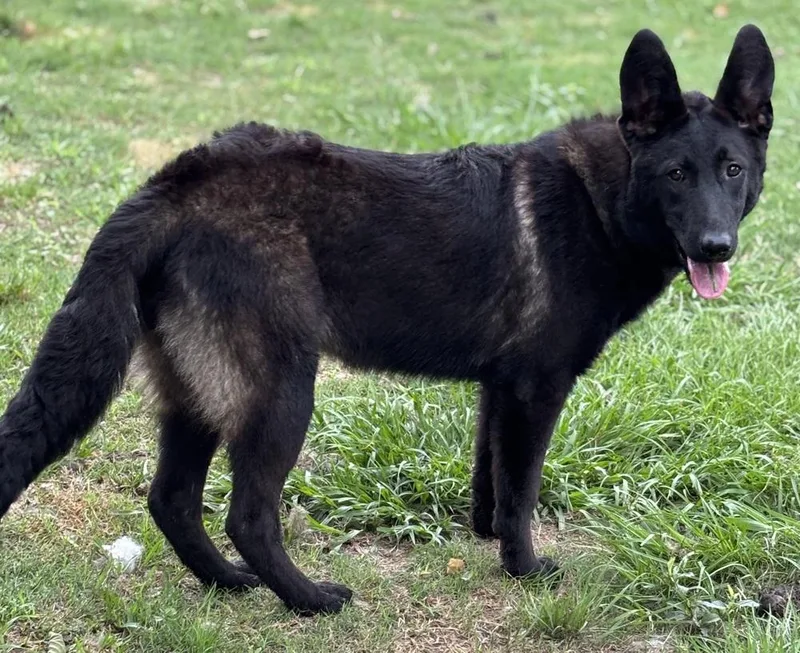 A young large-sized female Black Shepherd dog named L’Oreal for adoption in Brookshire, TX