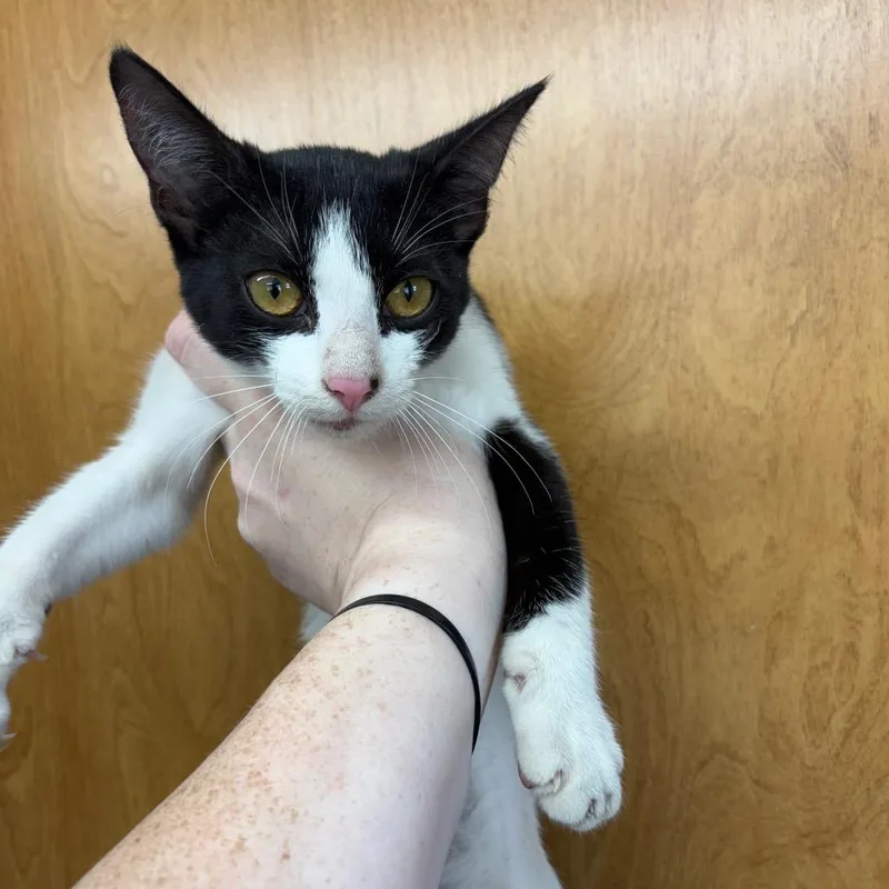 A baby small-sized female Black Domestic Short Hair cat named Pink for adoption in Columbiana, AL