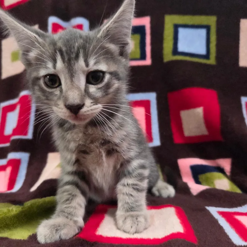 Captain America thumbnail 2