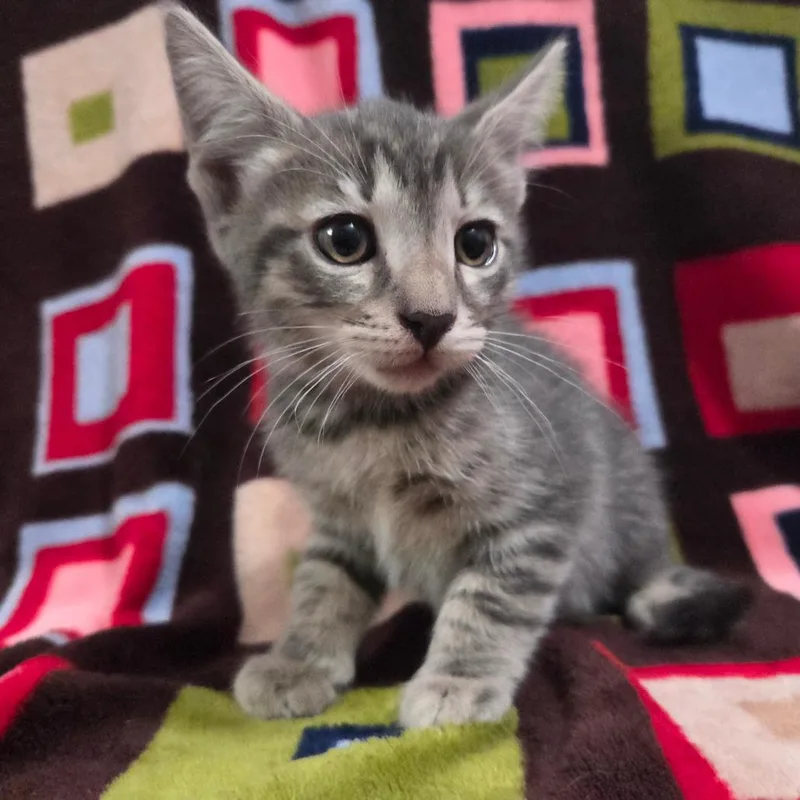 Captain America thumbnail 3