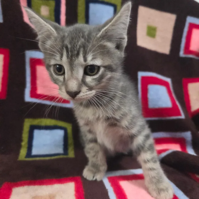 Captain America thumbnail 4