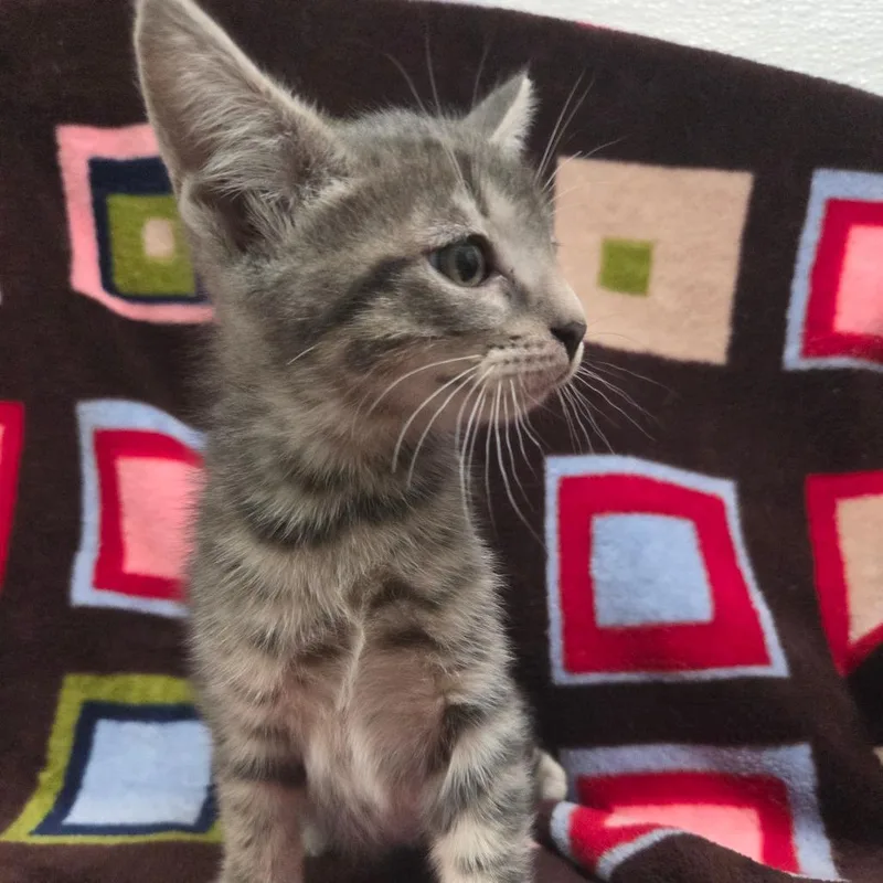 Captain America thumbnail 5