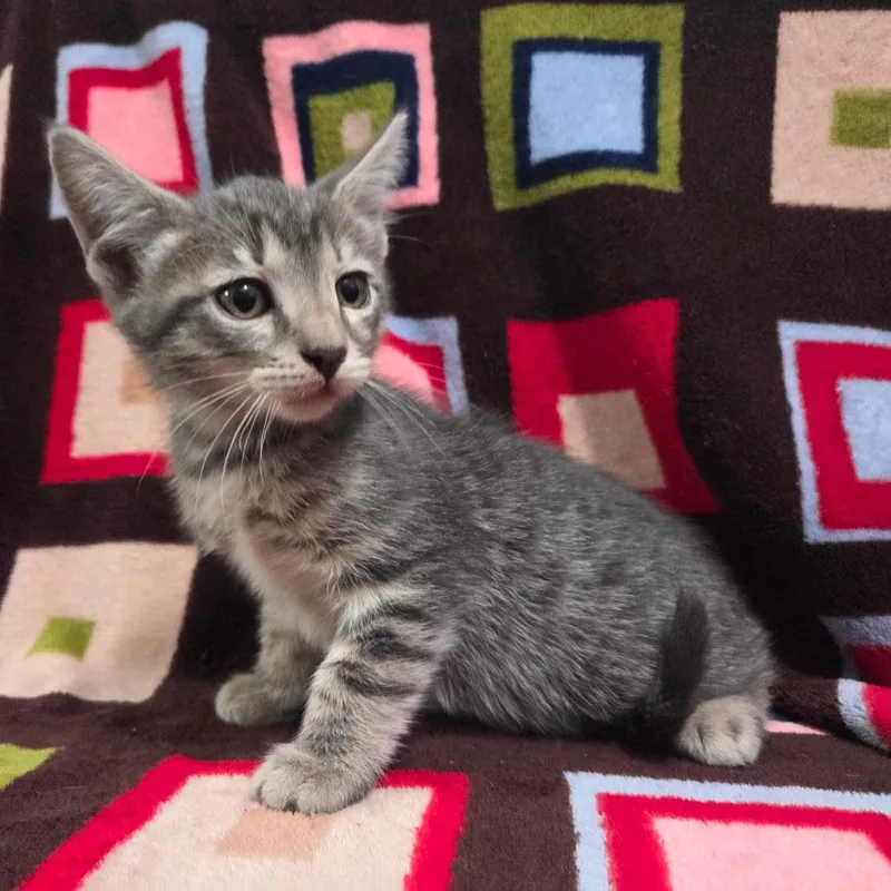 Captain America thumbnail 6