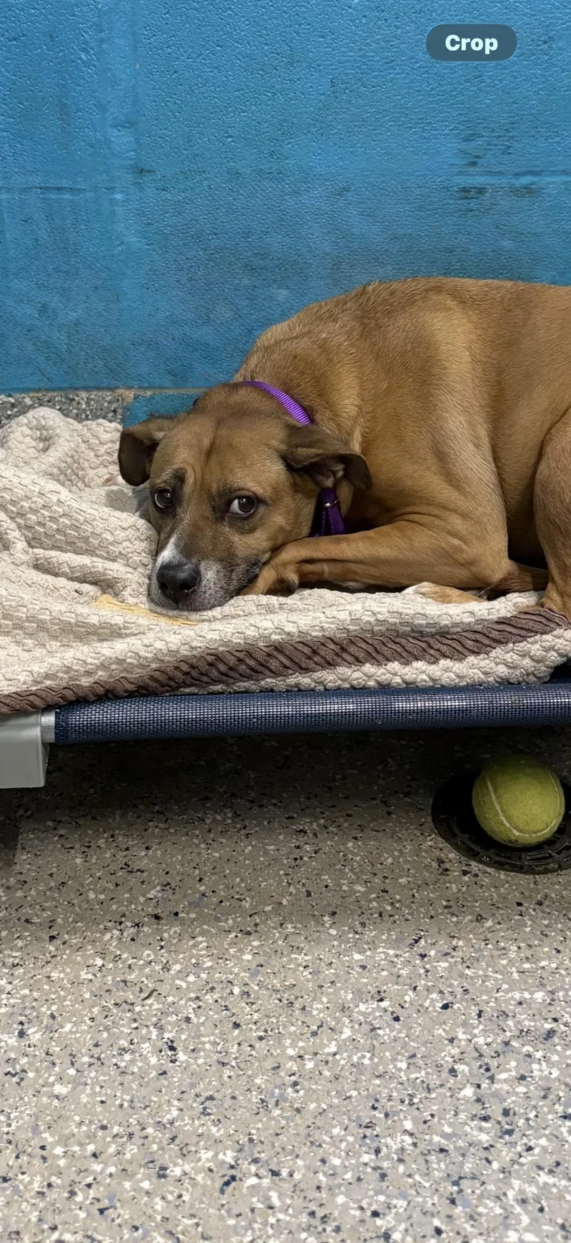 An adult medium-sized female Mixed Breed dog named Lacey for adoption in Warren, OH
