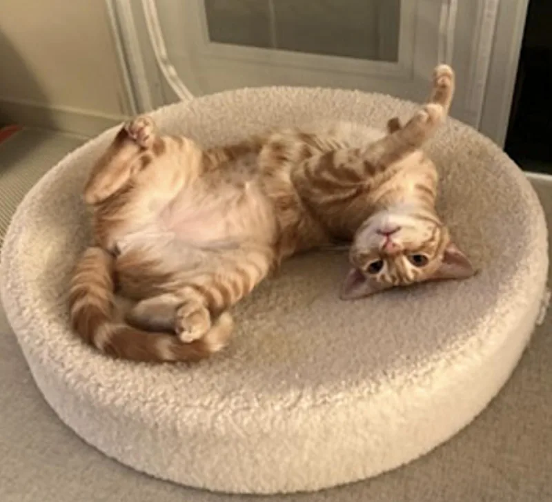 An adult medium-sized female Orange / Red Domestic Short Hair cat named Luna for adoption in Amherst, MA