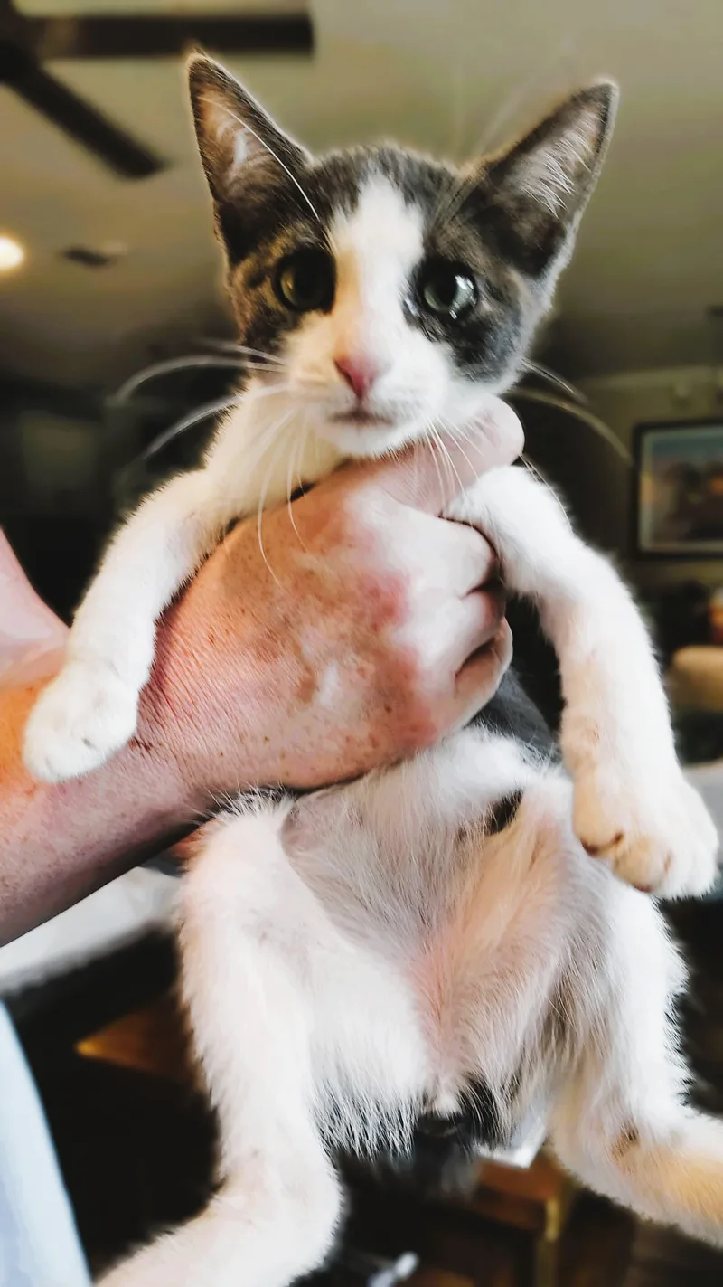 A baby medium-sized female Gray & White Domestic Short Hair cat named Zoink for adoption in Jacksonville, FL