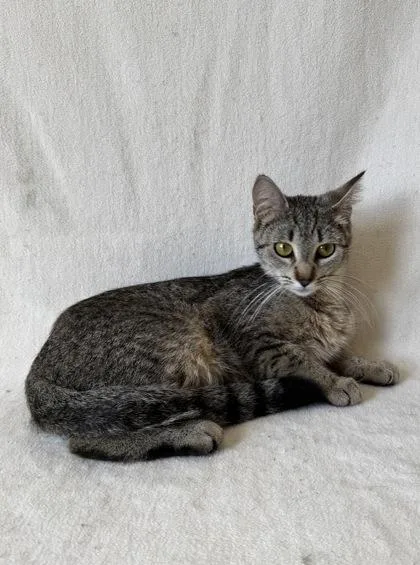 An adult medium-sized female Domestic Short Hair cat named Granola for adoption in Buffalo, MN