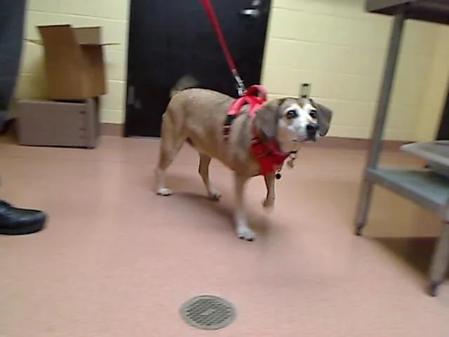 An adult large-sized female Beagle dog named Danni for adoption in Cookeville, TN