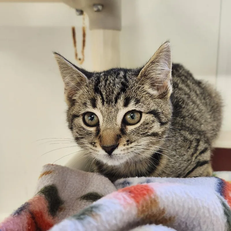 A baby small-sized female Domestic Short Hair cat named Jelly Bean for adoption in Delaware, OH