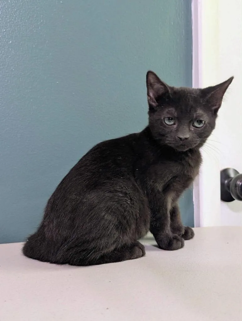 A baby large-sized male Domestic Short Hair cat named Codsworth for adoption in Augusta, GA