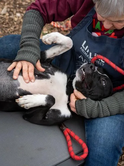 An adult medium-sized female Mixed Breed dog named Neela for adoption in Chamblee, GA
