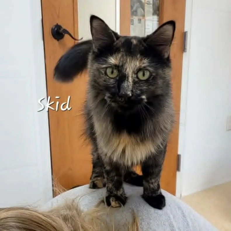 An adult medium-sized female Tortoiseshell Domestic Medium Hair cat named Skid for adoption in Rushville, IL