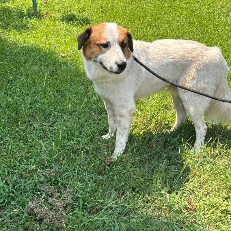 A young medium-sized male White / Cream Great Pyrenees dog named Regerd for adoption in Clanton, AL