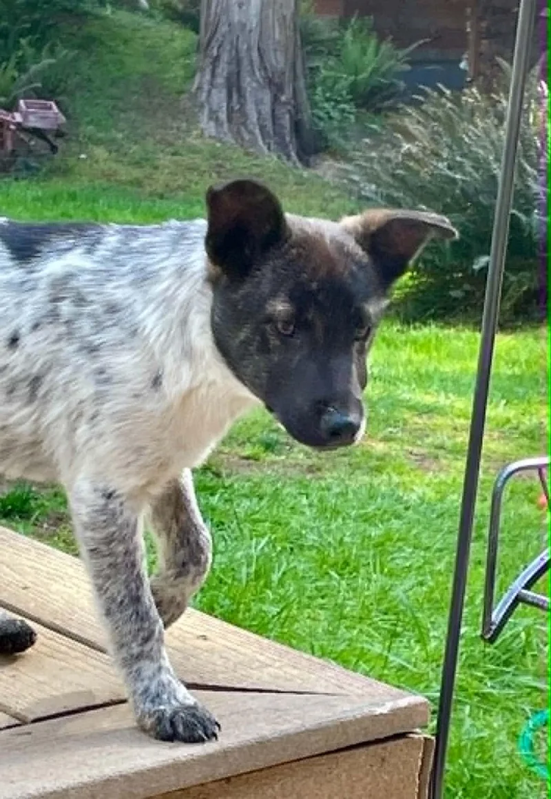 A young medium-sized male Black Shepherd dog named Cowboy for adoption in CLINTON, WA