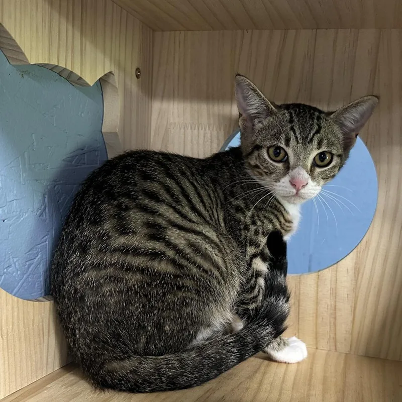 A baby small-sized female Brown / Chocolate Domestic Short Hair cat named Buster for adoption in Opelika, AL