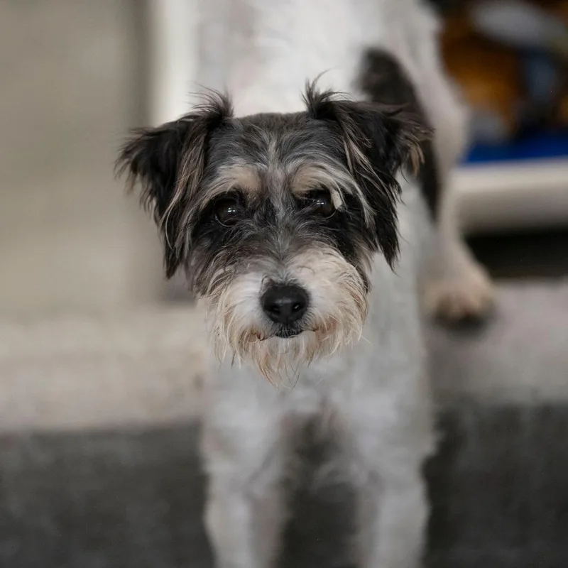 An adult small-sized female Jack Russell Terrier dog named Whitney for adoption in Peyton, CO