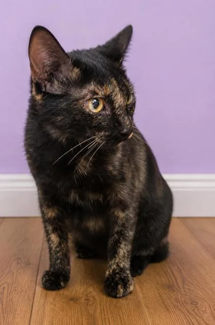 An adult medium-sized female Domestic Short Hair cat named Lydia for adoption in West Memphis, AR