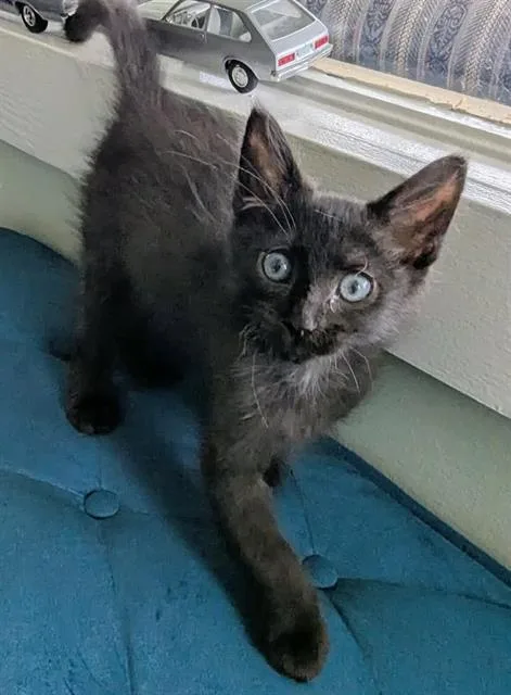 A baby small-sized male Domestic Long Hair cat named Piglet for adoption in Kent, WA