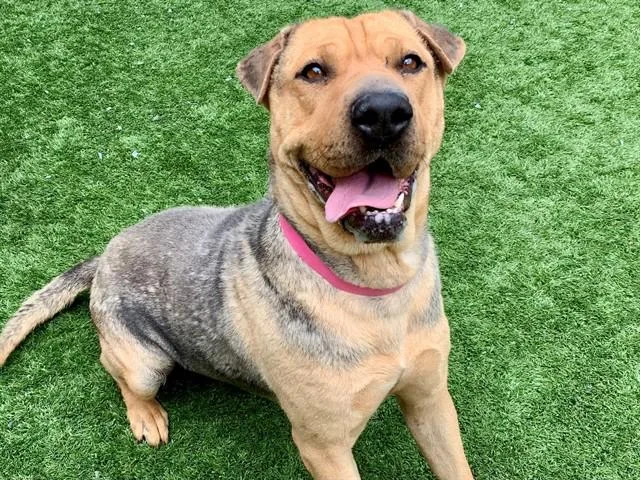A young medium-sized female Shar-Pei dog named FINAL DEADLINE AND OUT for adoption in San Marcos, CA