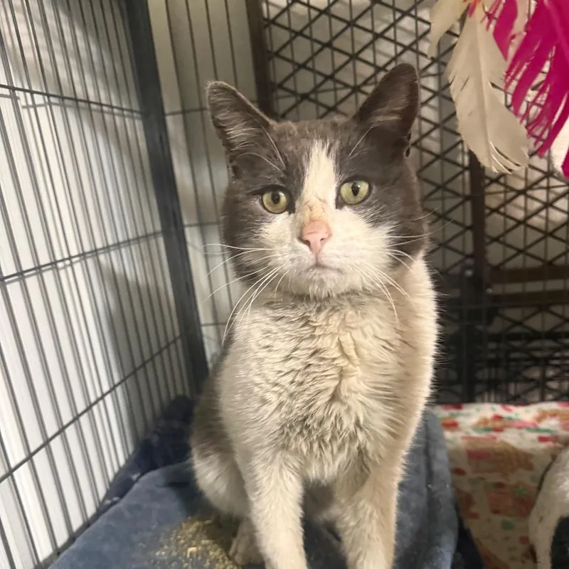 An adult small-sized male Gray / Blue / Silver Domestic Short Hair cat named Leander Carter for adoption in Eagle Mountain, UT