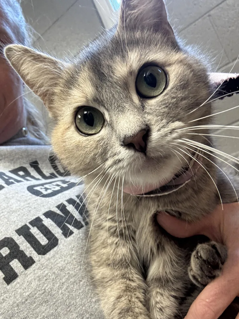 Darling Tulip thumbnail 2