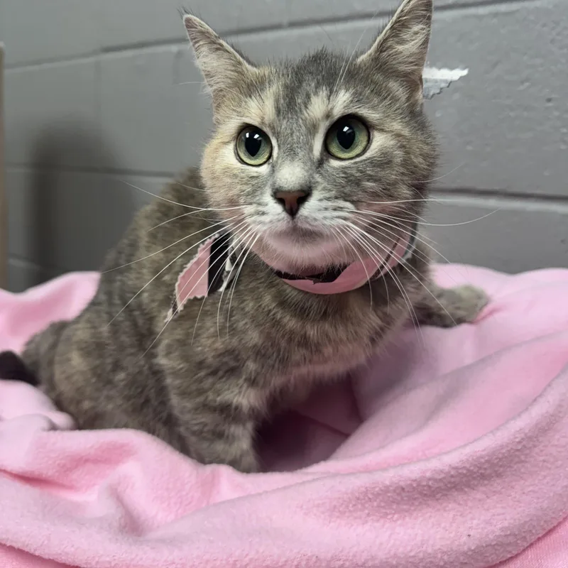 Darling Tulip thumbnail 3