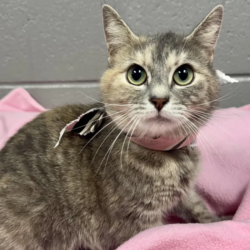 A young medium-sized female Dilute Tortoiseshell Dilute Tortoiseshell cat named Darling Tulip for adoption in Burlington, NC