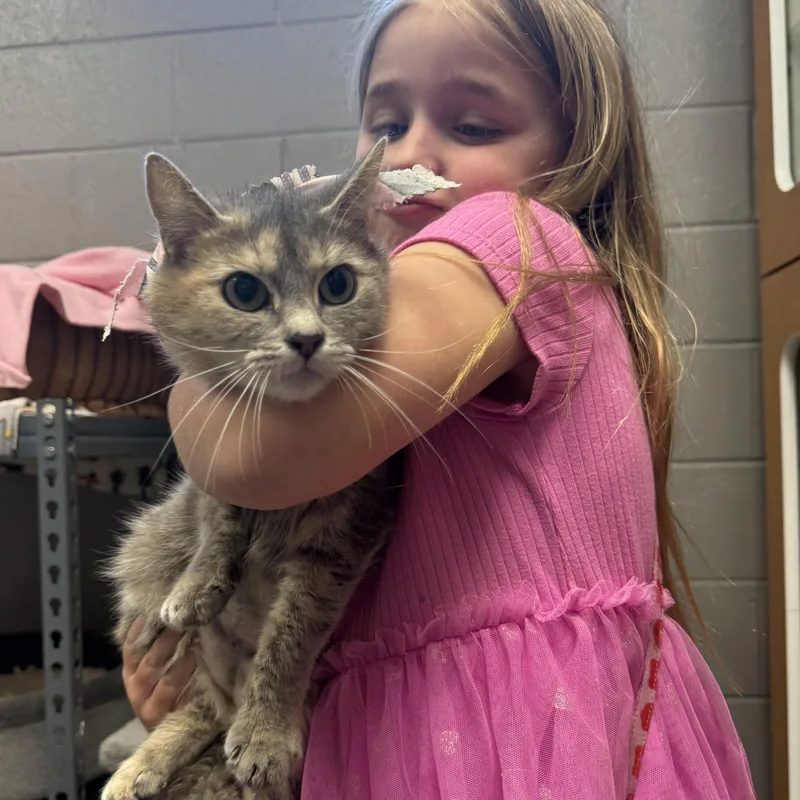 Darling Tulip thumbnail 4