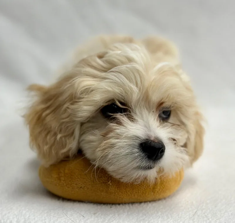 Popcorn: Caramel thumbnail 2