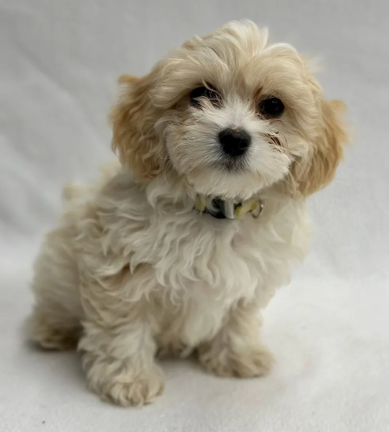 Popcorn: Caramel thumbnail 3