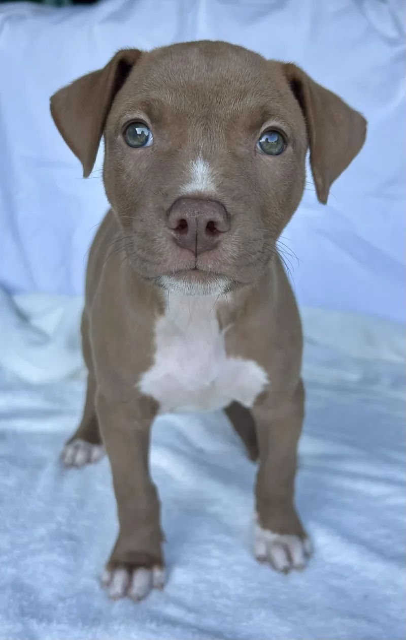 A baby medium-sized male Yellow / Tan / Blond / Fawn Pit Bull Terrier dog named Mesa for adoption in Watertown, CT