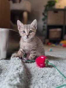 A baby medium-sized female Tabby (Gray / Blue / Silver) American Shorthair cat named Cami for adoption in Richardson, TX