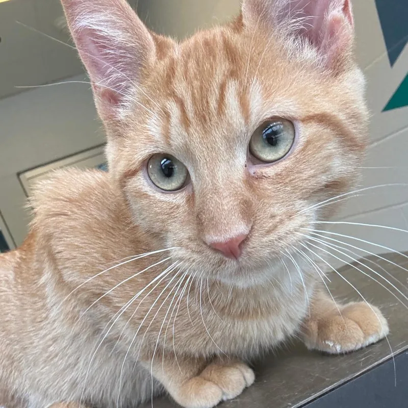 A baby medium-sized male Orange / Red Domestic Short Hair cat named Marshall for adoption in Carencro, LA