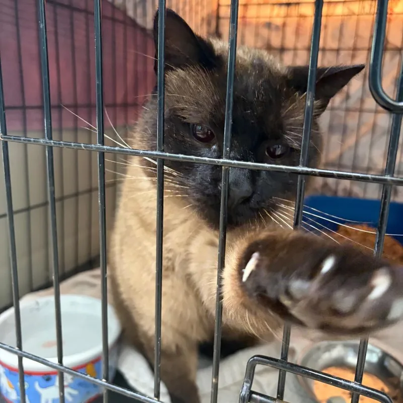An adult large-sized male Domestic Short Hair cat named Galoshes for adoption in Cumming, GA