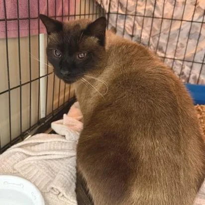 Galoshes thumbnail 2