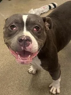 A young medium-sized female Gray / Blue / Silver Pit Bull Terrier dog named Sue Bob for adoption in Cleveland, OH