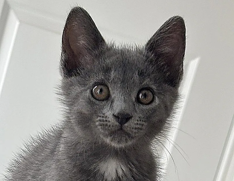 A baby small-sized female Gray / Blue / Silver Domestic Short Hair cat named Zendaya for adoption in Columbus, IN