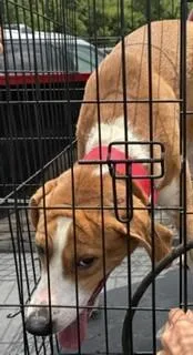 An adult medium-sized male Brown / Chocolate Mixed Breed dog named Samson for adoption in Maryville, TN